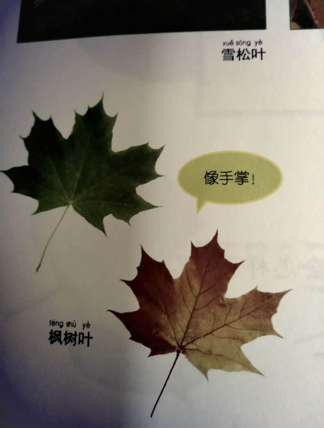 梧桐树怎么来的(梧桐树名称的由来)