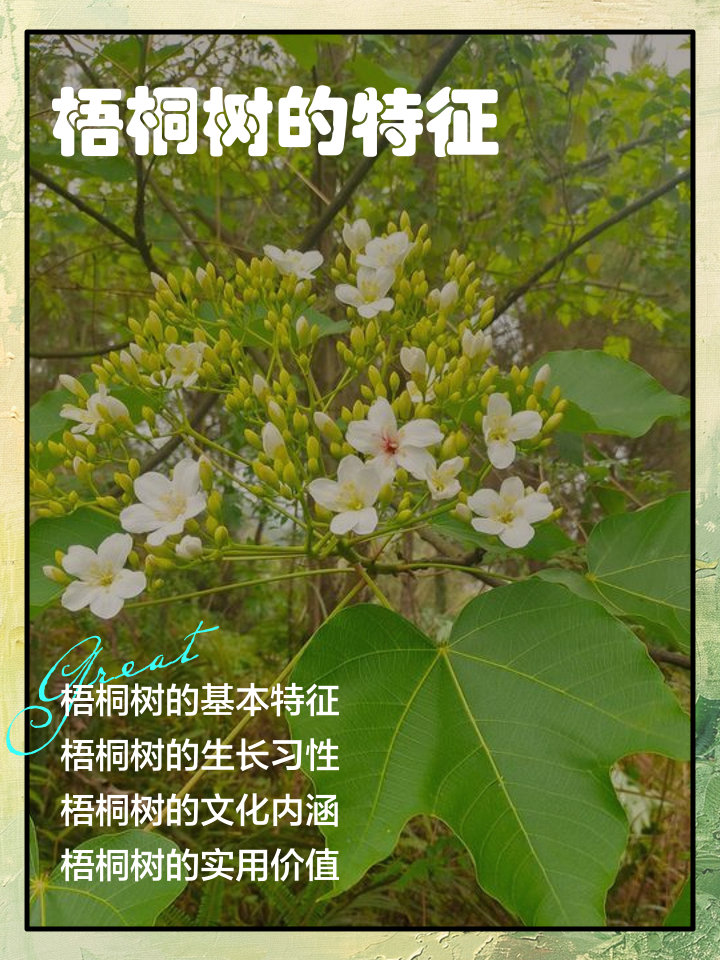 梧桐树怎么来的(梧桐树名称的由来)