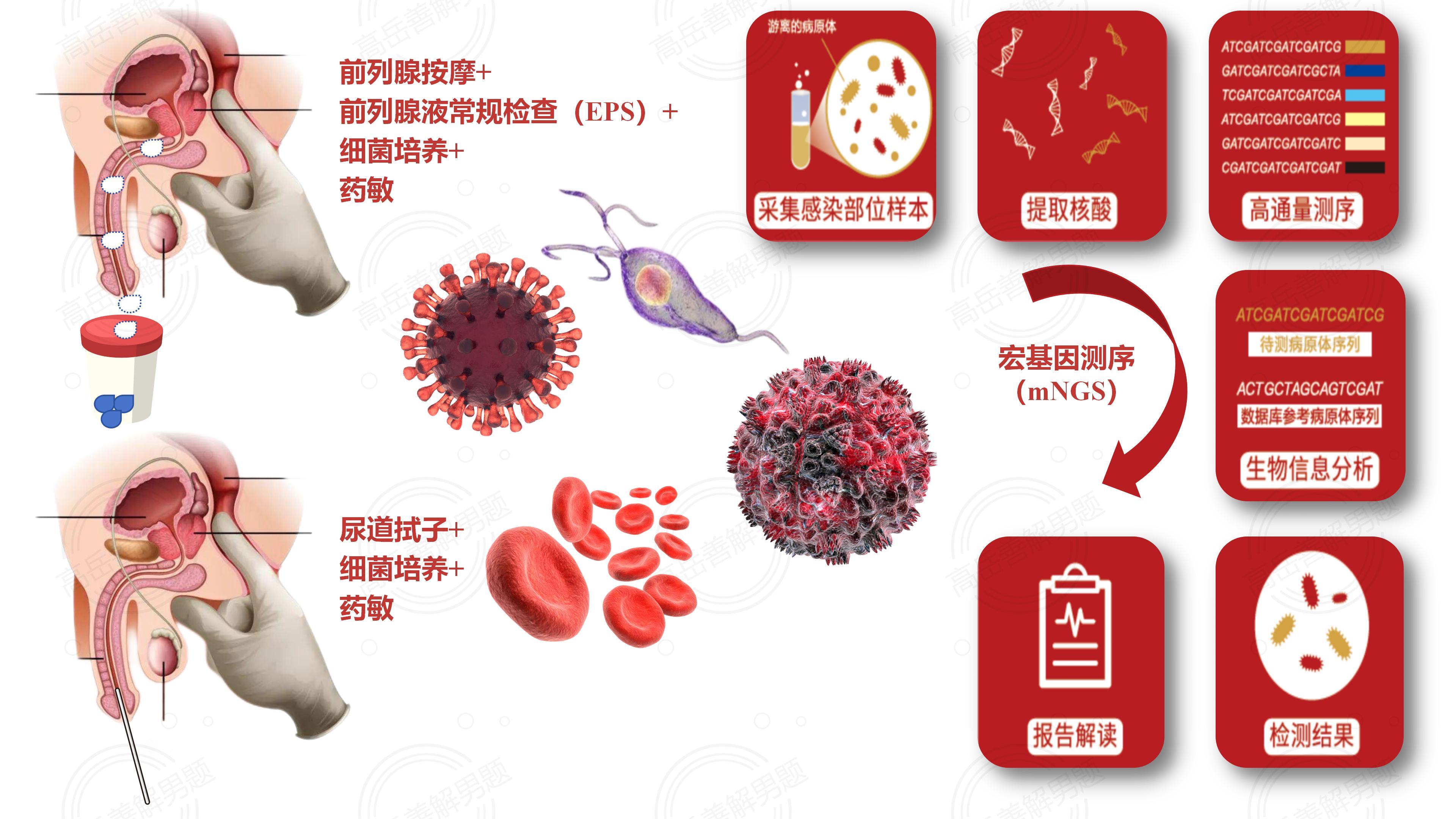 基因测序图怎么看(基因测序怎么看是否有突变)