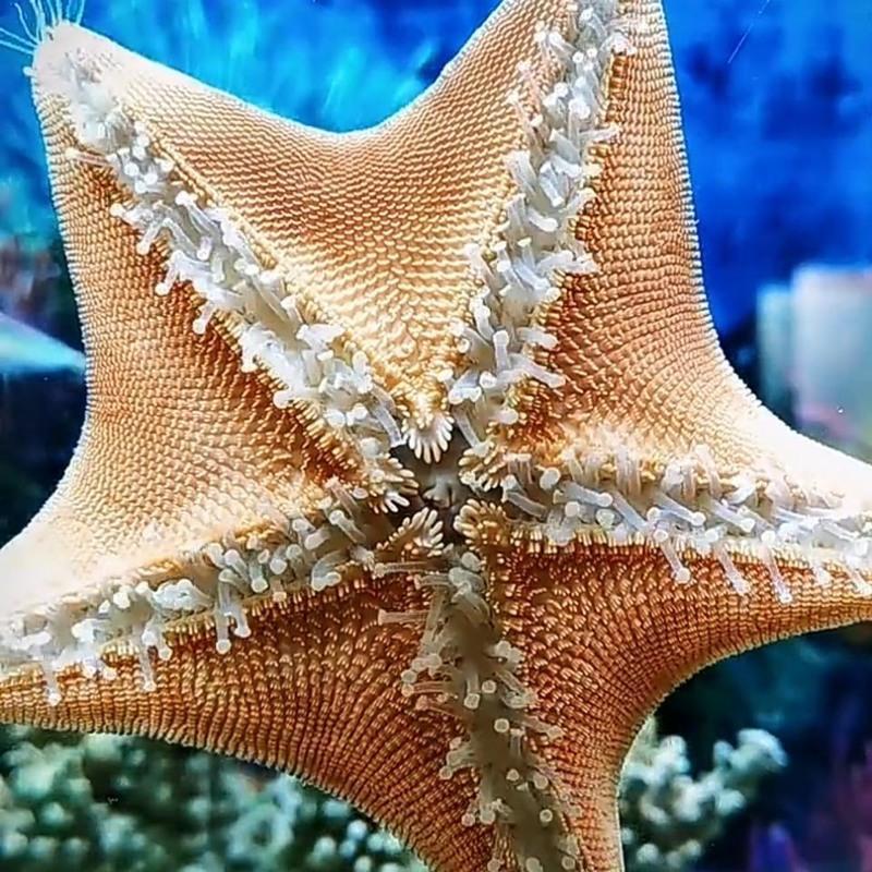 海星宝怎么样(2021海星宝理财现在什么情况)