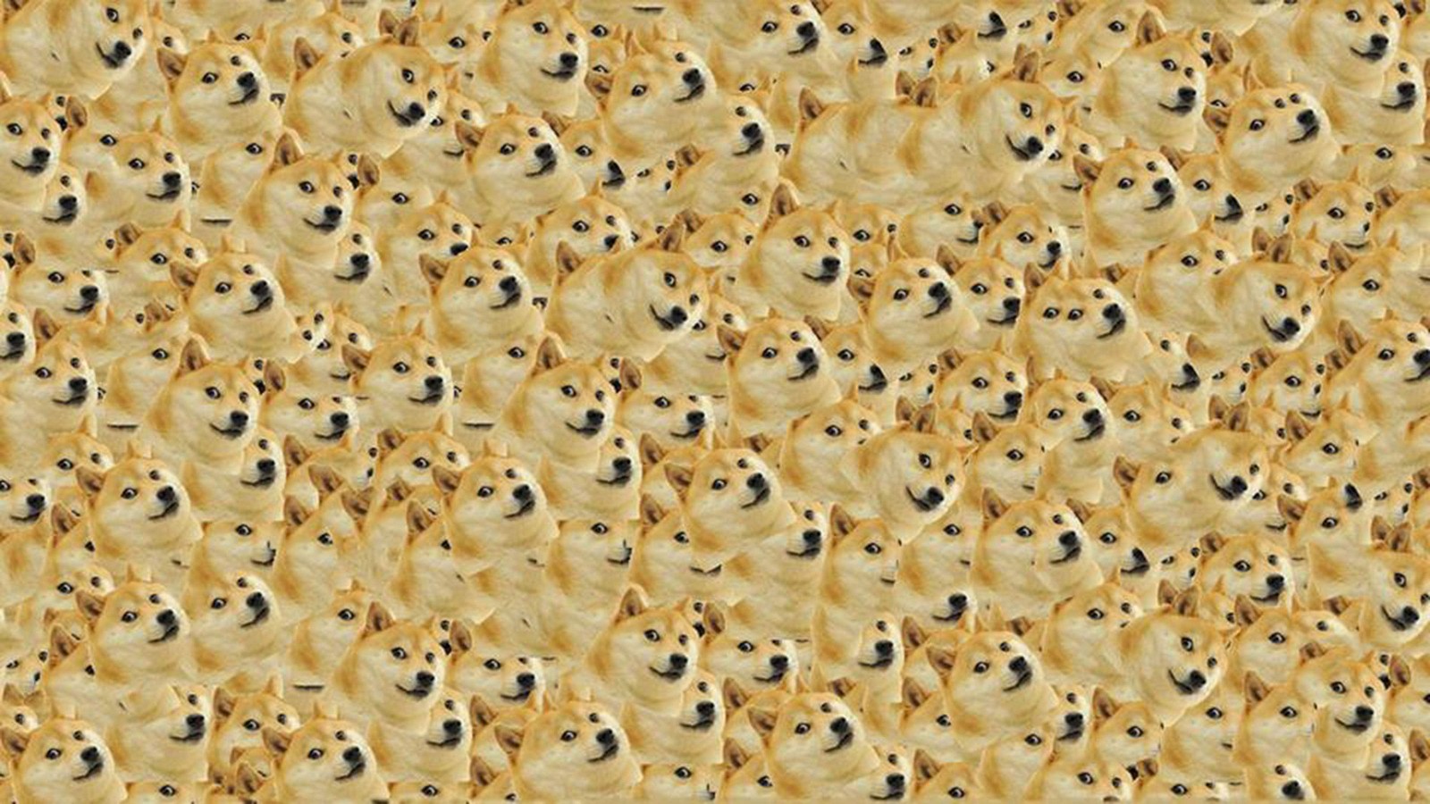 doge论坛(go 论坛)